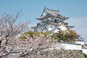 岸和田城と桜