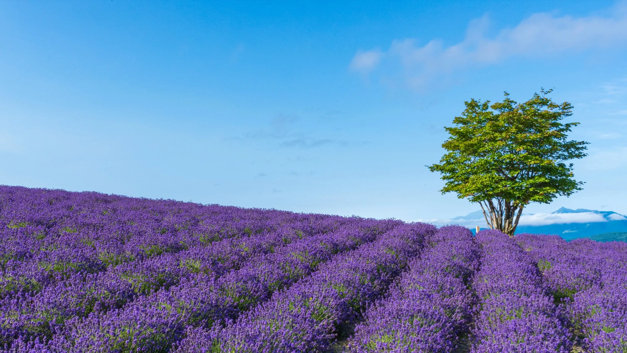 Lavender fields in Furano