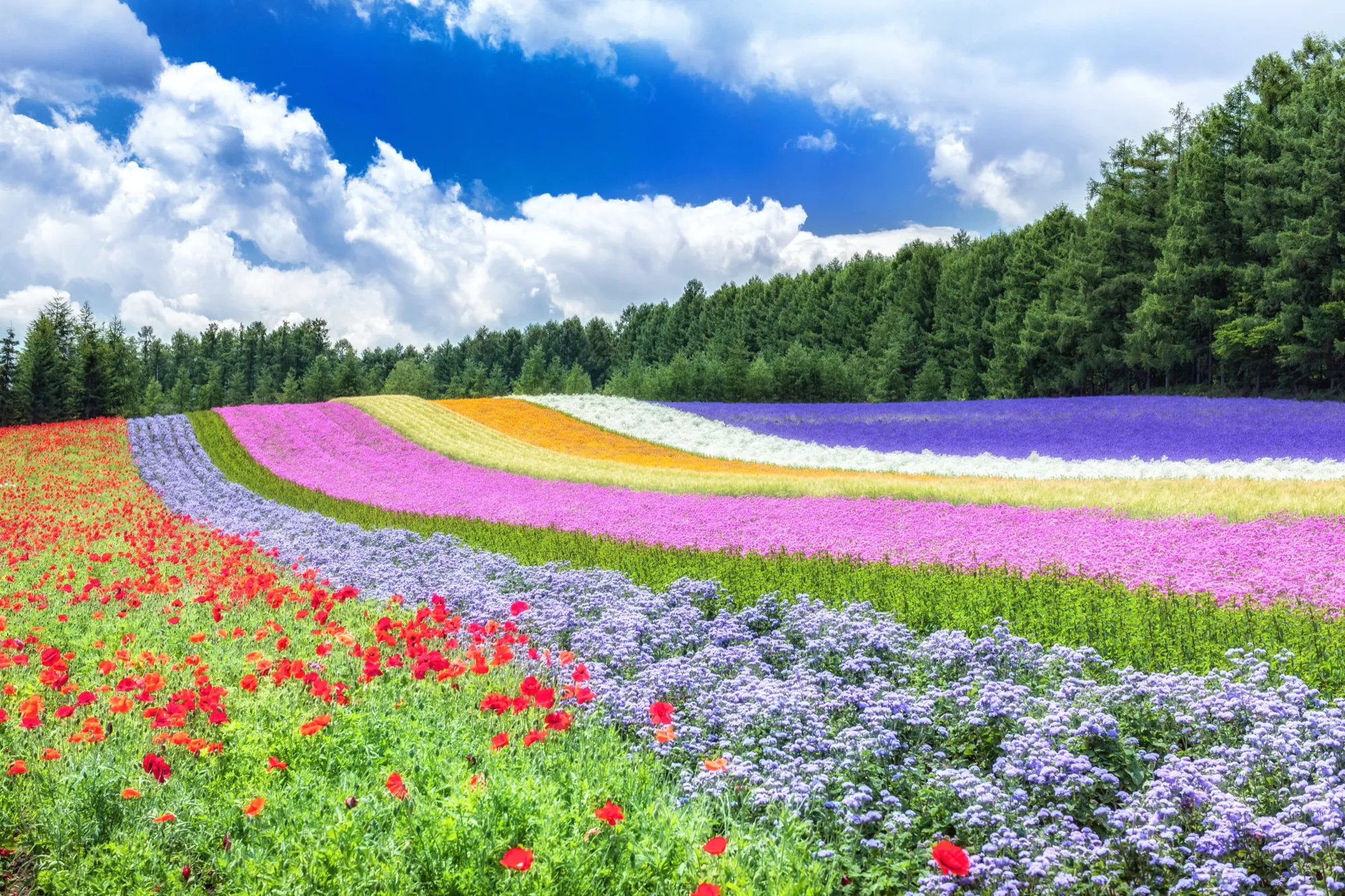 Flower fields in Furano