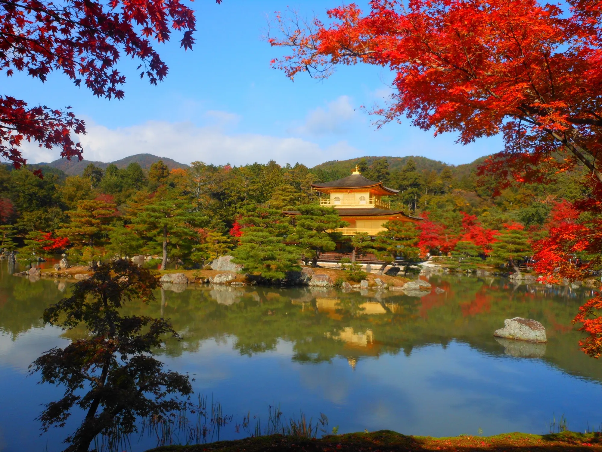 紅葉の金閣寺