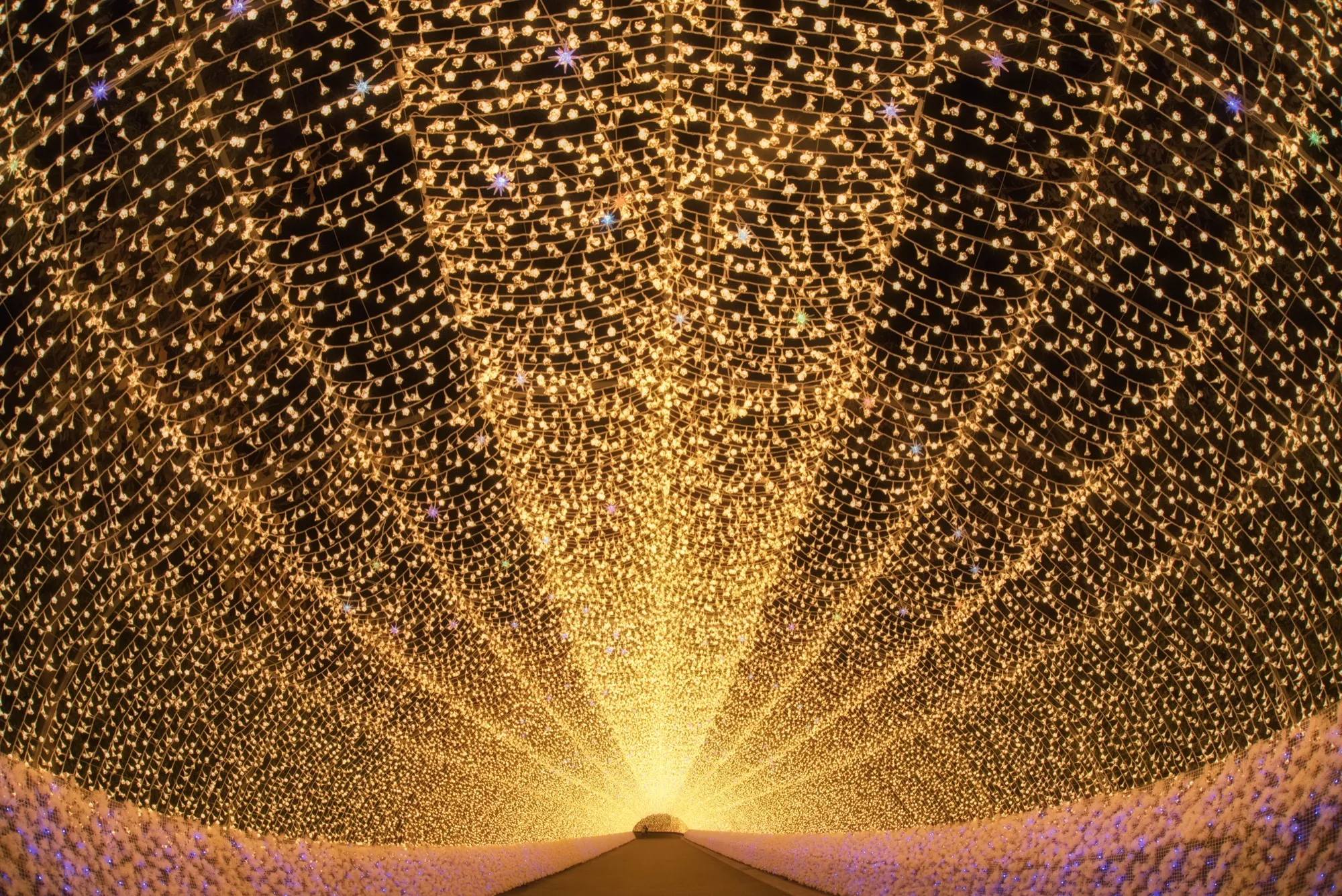 Nabana no Sato Model Course | Chartered Taxi from Nagoya, Plus Illumination Nights