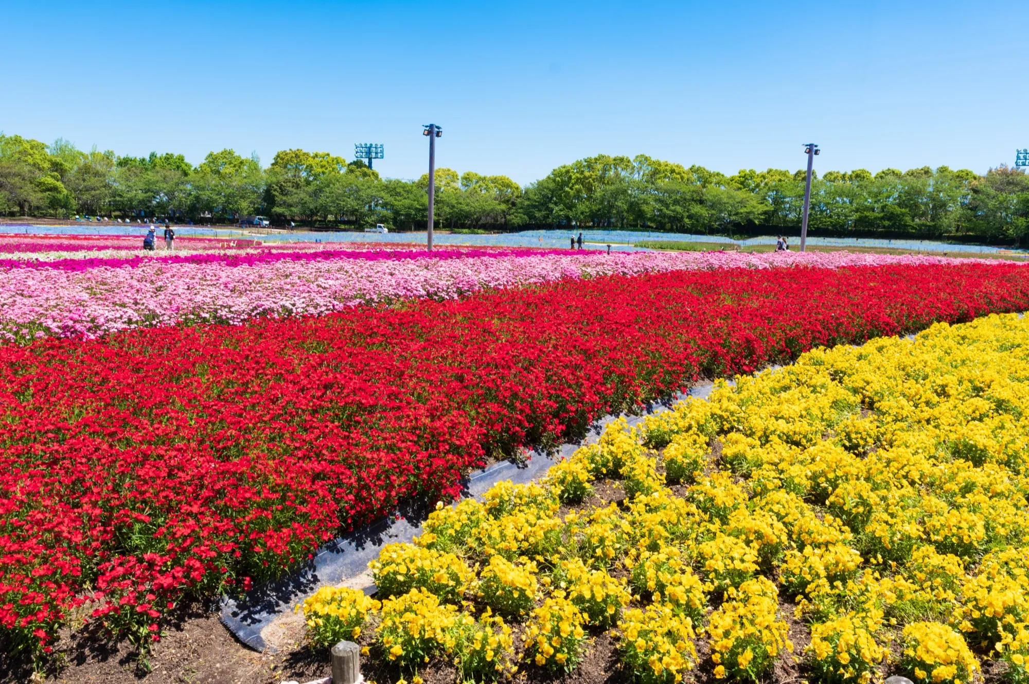 Flower fields at Nabana no Sato