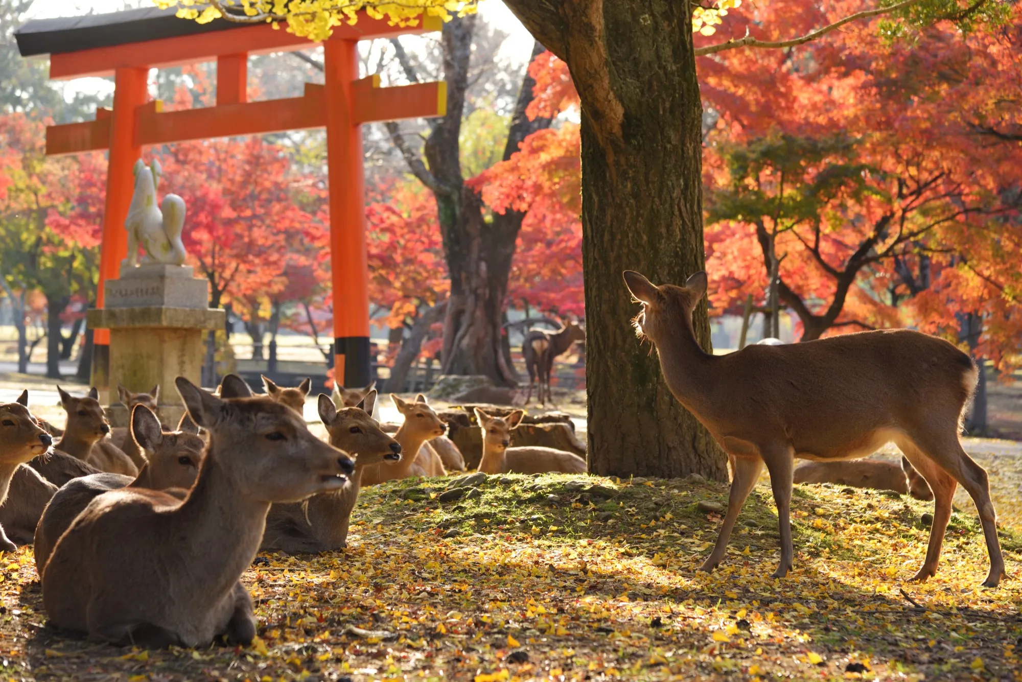 奈良公園の鹿