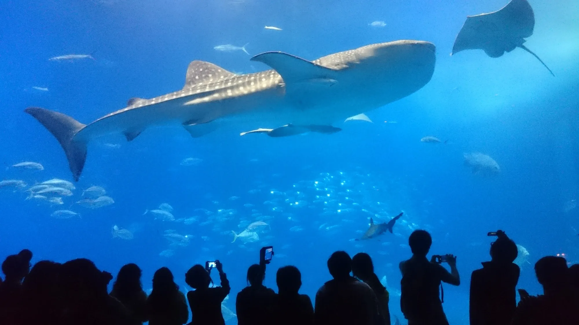 The main tank at Okinawa Churaumi Aquarium