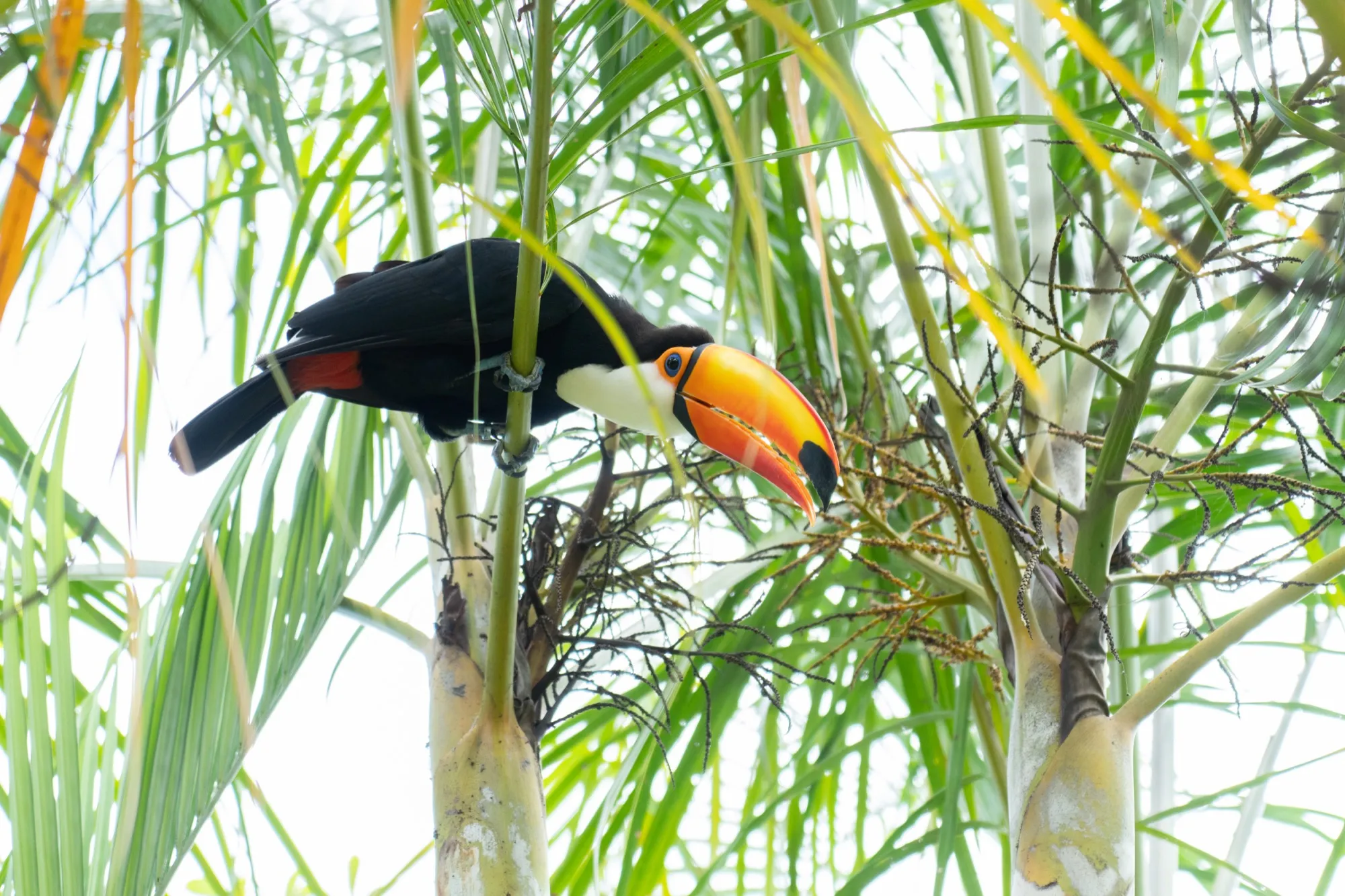 A toucan at Neo Park Okinawa