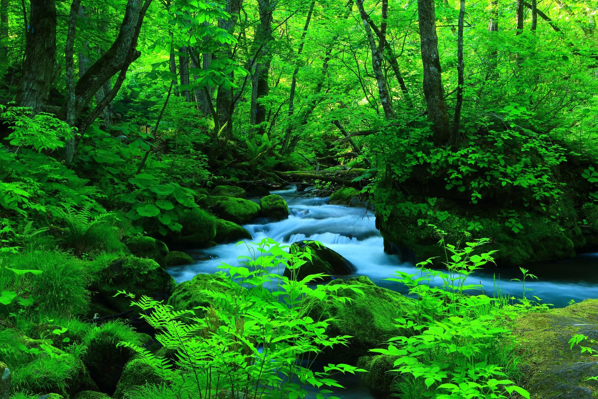 Oirase Stream