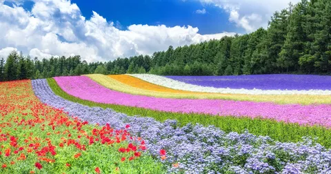 富良野・美瑛 1日貸切タクシーチャーター 札幌発着（10時間）｜白金 青い池・白ひげの滝・四季彩の丘・ファーム富田