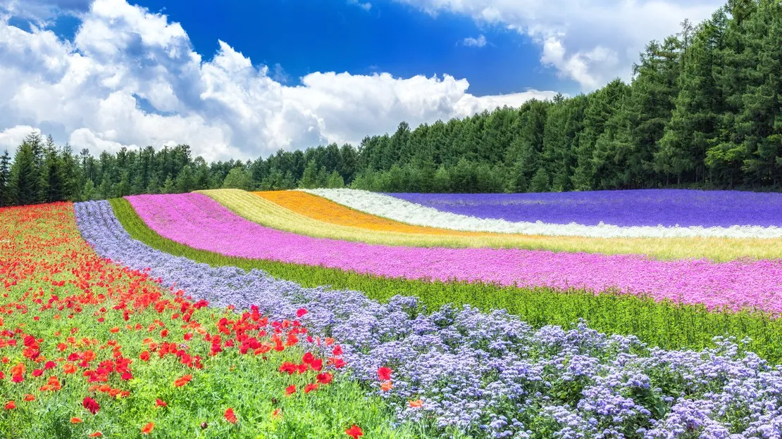富良野・美瑛 1日貸切タクシーチャーター 札幌発着（10時間）｜白金 青い池・白ひげの滝・四季彩の丘・ファーム富田