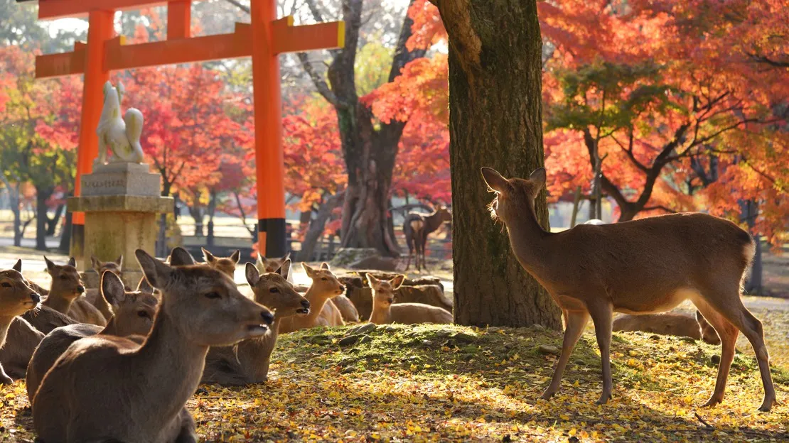 奈良 半日周遊 貸切タクシーツアー（4時間）｜東大寺・奈良公園・春日大社・興福寺