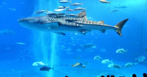 沖縄美ら海水族館＋古宇利島 貸切タクシーツアー（9時間）｜美ら海水族館・備瀬フクギ並木・古宇利島・古宇利大橋