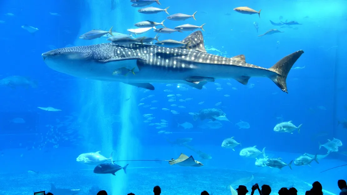 Churaumi Aquarium + Kouri Island Private Car Charter (9 Hours) | Churaumi Aquarium, Bise Fukugi Grove, Kouri Island, Kouri Bridge